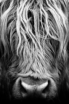 Koe, Schotse Hooglanders, portret, closeup, schotland