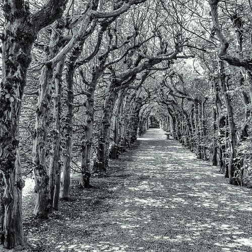 Allée avec des arbres