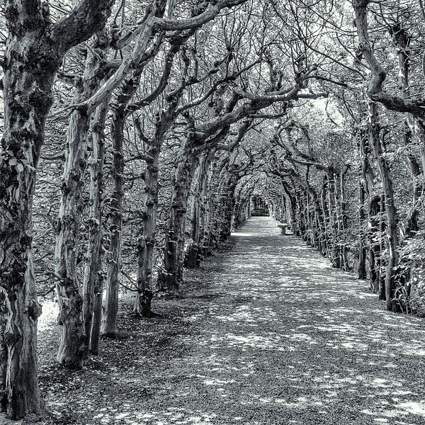 Allée avec des arbres par Hans Vos Fotografie