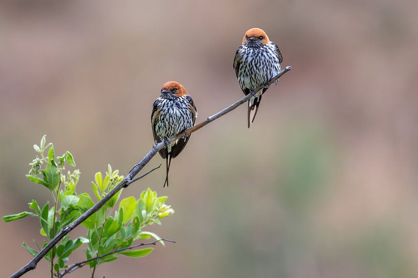 Hirondelles du Cap à Rietvlei Afrique du Sud par Lex van Doorn