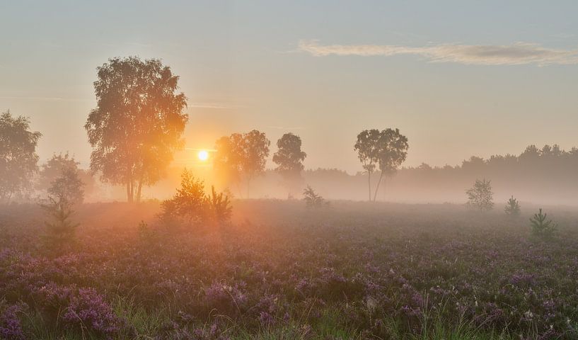 Sonnenaufgang Rucphense Heide von Jos Pannekoek