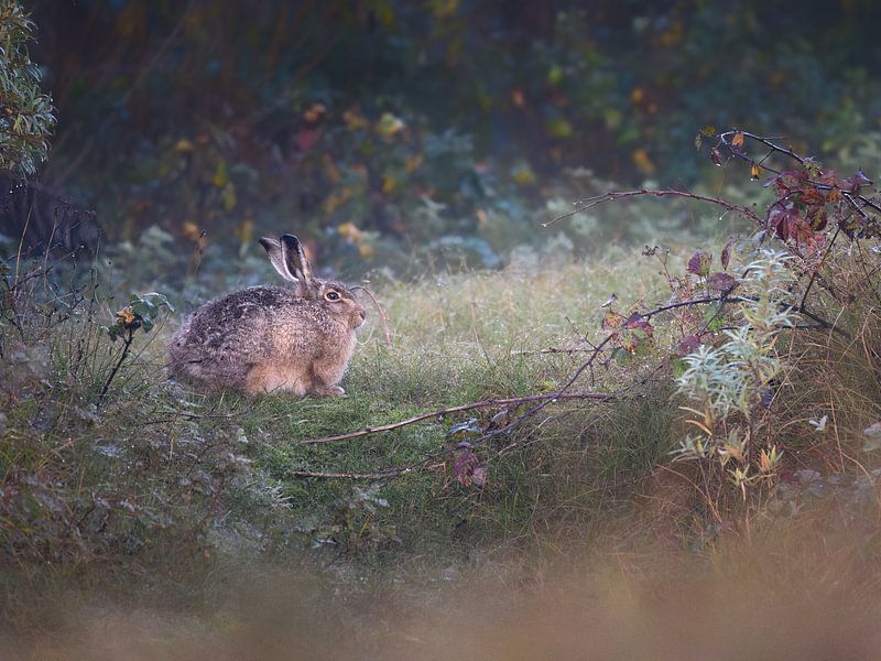 Un lièvre dans les dunes de Texel par Anges van der Logt