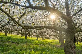 Kirschblüte von Patrice von Collani