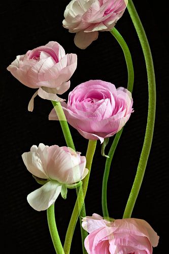 Bloemen foto Ranonkel