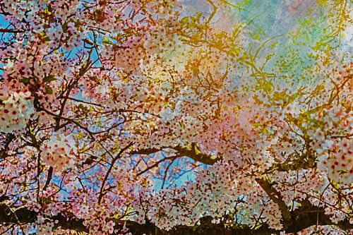 La frénésie des fleurs japonaises sur Holger Felix