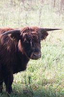 Highlander écossais