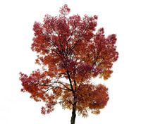Herbst