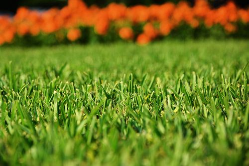 grasveld in de voorgrond