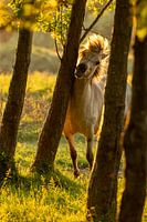Konik horse enjoys sunset
