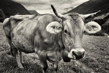Alpine cow by Rob Boon