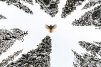 Spread your wings and fly