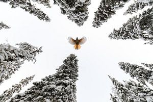 Breite deine Flügel aus und fliege