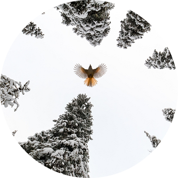 Spread your wings and fly