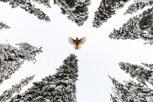 Breite deine Flügel aus und fliege von Claudia van Zanten
