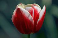 Tulpe von Dorris Daggenvoorde Miniaturansicht