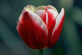 Tulip by Dorris Daggenvoorde