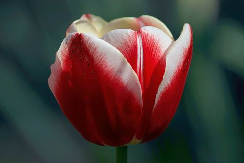 Tulpe