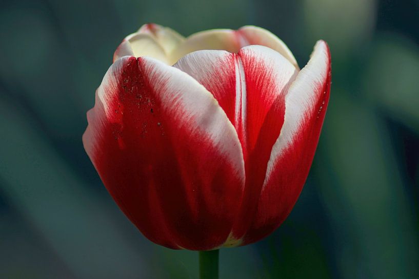 Tulpe von Dorris Daggenvoorde