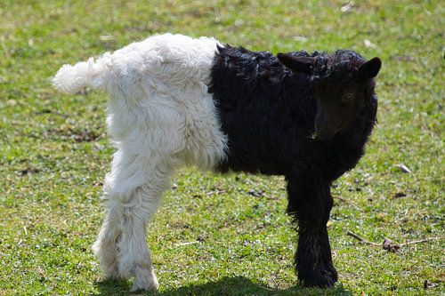 Zwarte schapen....of toch niet?