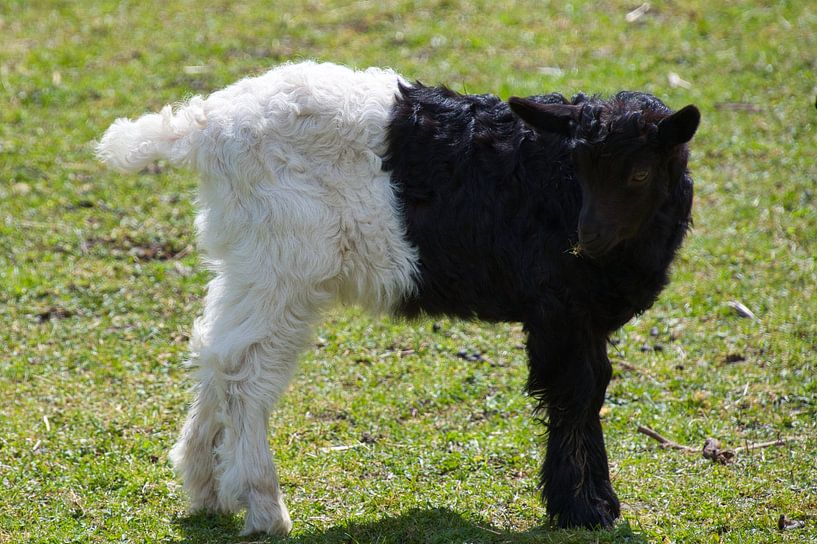 Black sheep....or not after all? by Tanja Voigt