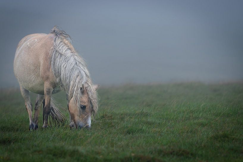 Dartmoor-Pony von Dirk Rüter