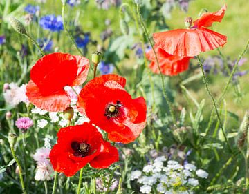 Wilde bloemen van Freya Colman