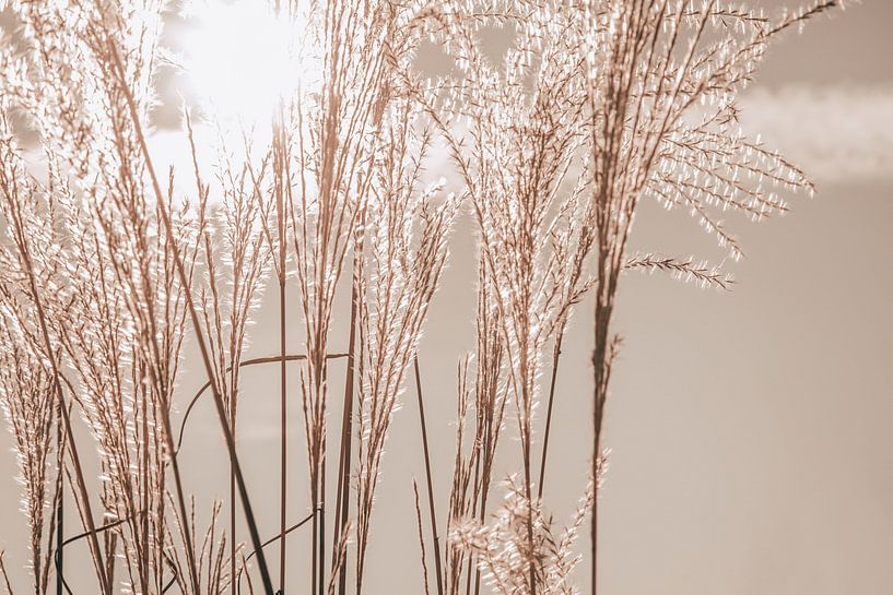 Soleil Herbe Vagues par Monika Strigel