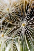 fireflower 1