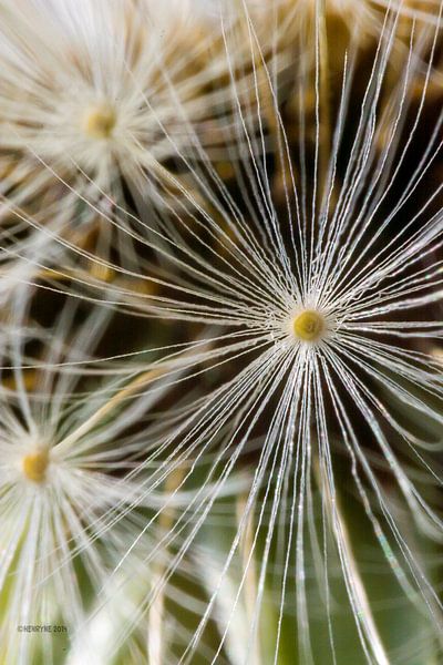 fireflower 1 by Henry van Schijndel