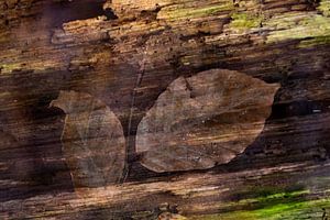 Nature-Art 004