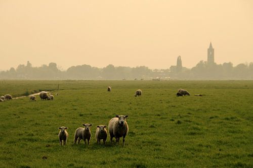 Schapen en lammetjes , voorjaar! sur Marcel van Rijn