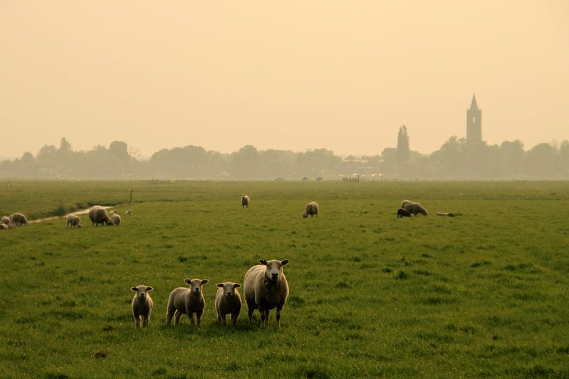 sheep by Marcel van Rijn