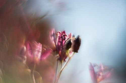 orchidee