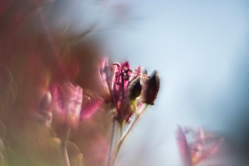 orchid by Elly Besselink
