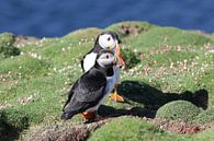 Puffins resting on Fair Isle by De_Taal_Fotograaf thumbnail