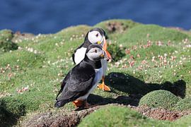 Puffins resting on Fair Isle by De_Taal_Fotograaf