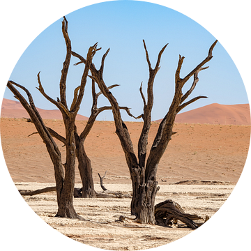 Deadvlei, skeletten van bomen in een desolaat duinenlandschapDeadvlei / Dodevlei: een witte kleivlak van Nicolas Vangansbeke