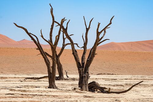 Deadvlei, skeletten van bomen in een desolaat duinenlandschapDeadvlei / Dodevlei: een witte kleivlak van Nicolas Vangansbeke