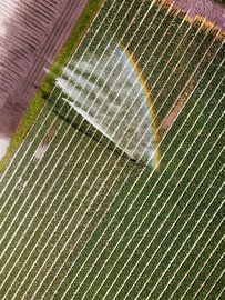 Irrigating a bulb field in times of drought by Nico van Maaswaal