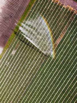 Irrigatie van een bollenveld in tijden van droogte van Nico van Maaswaal