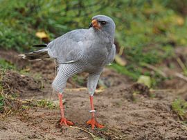 Faucon de la chanson sur Loek Lobel