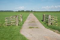 Verhard pad in weiland met hekwerken polderlandschap Alblasserwaard