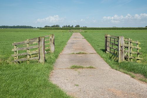 Verhard pad in weiland met hekwerken polderlandschap Alblasserwaard