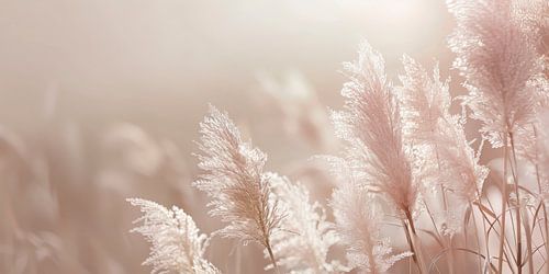Picturesque pampas grass in panorama