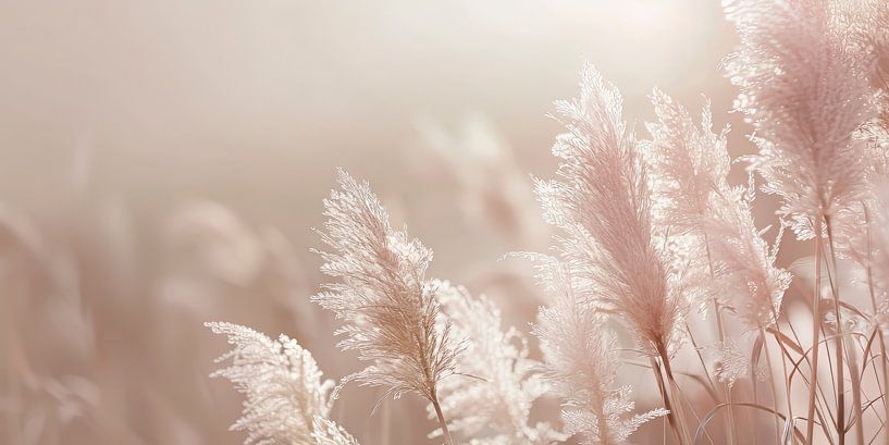 Picturesque pampas grass in panorama by Melanie Viola