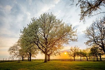 Zonsondergang in de lente tussen de bloesems