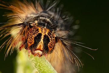 Caterpillar of the Plakker Nachtvlinder (Lymantria dispar) with large spines on green leaves. by Joost Adriaanse