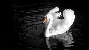 Gefährlicher Schwan