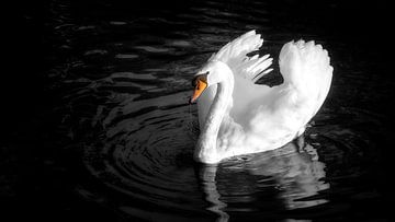 Gefährlicher Schwan