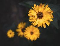 Yellow Flowers
